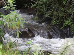 Cinclus leucocephalus