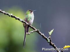 Black-Tailed Trainbearer photo 3
