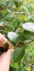 Crataegus berberifolia