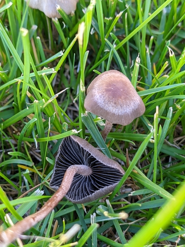 Banded Mottlegill