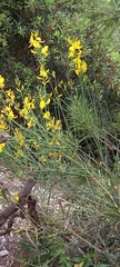 Spartium junceum
