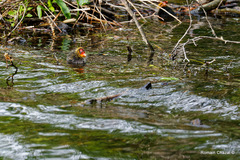 Fulica atra