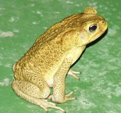 Rhinella marina
