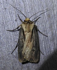 Agrotis volubilis