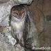 Galápagos Barn Owl - Photo (c) Scott Bowers, some rights reserved (CC BY-NC), uploaded by Scott Bowers
