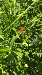 Corizus hyoscyami