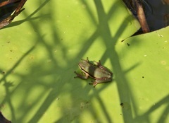 Litoria fallax