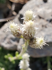 Antennaria suffrutescens