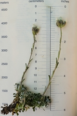 Antennaria suffrutescens