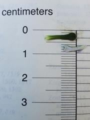 Antennaria suffrutescens