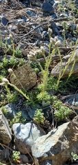 Antennaria suffrutescens