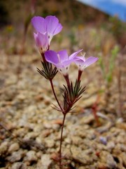 Linanthus bernardinus