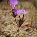 Linanthus bernardinus - Photo (c) Duncan Bell, alguns direitos reservados (CC BY-NC), uploaded by Duncan Bell