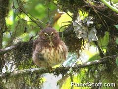Glaucidium jardinii