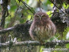 Glaucidium jardinii