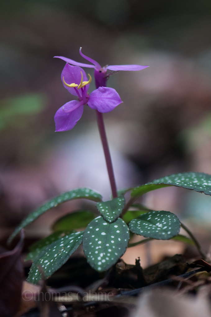 Sonerila maculata
