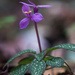 Sonerila maculata - Photo (c) Thomas Calame, osa oikeuksista pidätetään (CC BY-NC)