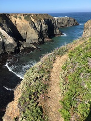 Gilia capitata pacifica