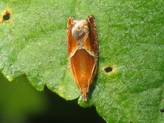 Ancylis obtusana