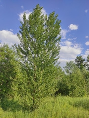 Populus