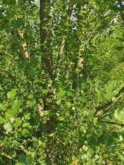 Populus