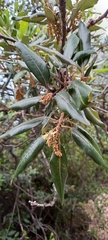 Quercus ilex