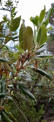 Quercus ilex