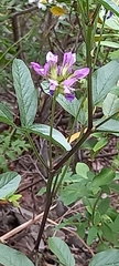 Bituminaria bituminosa