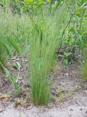Festuca beckeri