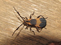 Thelgetra adusta