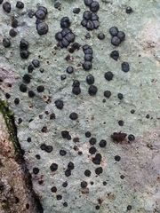 Porpidia carlottiana image