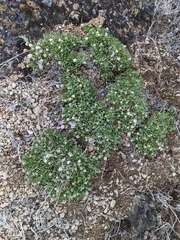 Erigeron elegantulus