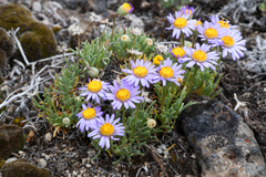 Erigeron elegantulus