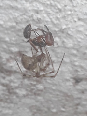 Odontomachus erythrocephalus