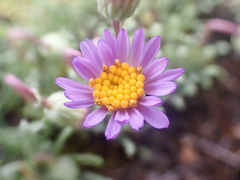 Erigeron elegantulus