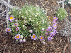 Erigeron elegantulus