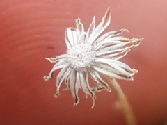 Erigeron elegantulus