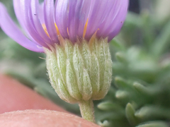Erigeron elegantulus