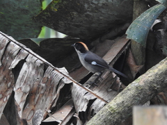 Atlapetes leucopterus