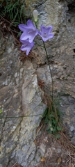 Campanula fritschii