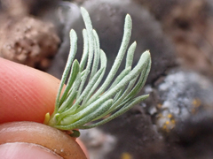 Erigeron elegantulus