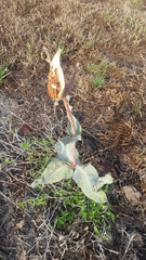 Asclepias glaucescens