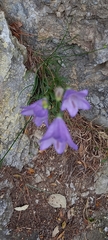 Campanula fritschii