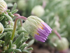 Erigeron elegantulus
