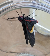 Mysoria barcastus