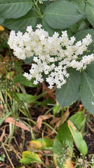 Sambucus nigra