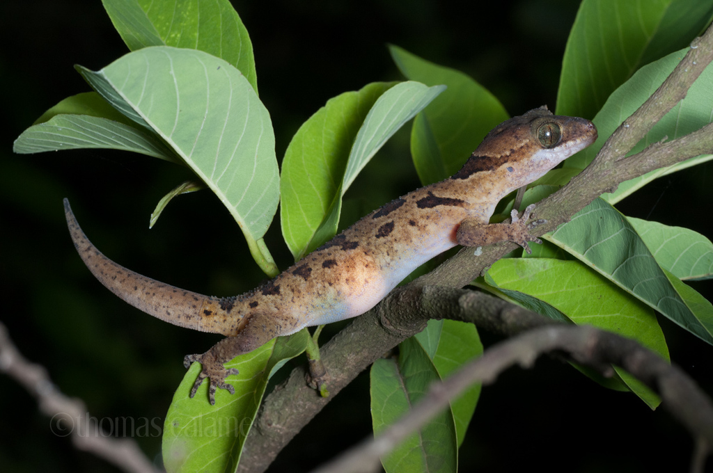 Buchard's Bow-Fingered Gecko