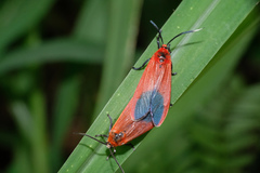 Phauda flammans