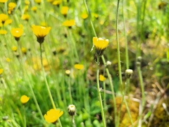 Pilosella brachiata