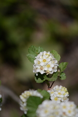 Physocarpus malvaceus
